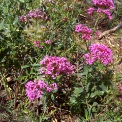 Centranthus ruber at Symonston, ACT - 12 Feb 2016