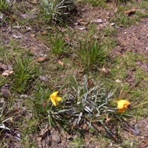 Oenothera stricta subsp. stricta at Symonston, ACT - 12 Feb 2016