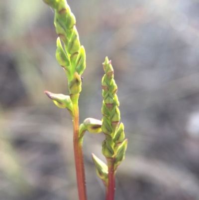 Corunastylis clivicola (Rufous midge orchid) at Aranda, ACT - 14 Feb 2016 by AaronClausen