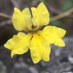 Goodenia hederacea (Ivy Goodenia) at Aranda, ACT - 14 Feb 2016 by AaronClausen