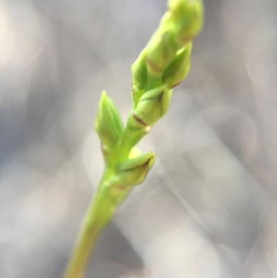 Corunastylis clivicola (Rufous midge orchid) at Belconnen, ACT - 14 Feb 2016 by AaronClausen