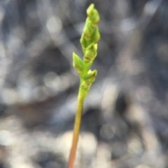 Corunastylis clivicola at Belconnen, ACT - suppressed