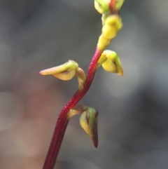 Corunastylis clivicola (Rufous midge orchid) at Belconnen, ACT - 14 Feb 2016 by AaronClausen