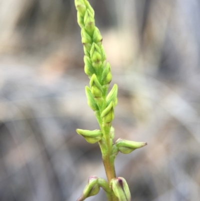 Corunastylis clivicola (Rufous midge orchid) at Belconnen, ACT - 14 Feb 2016 by AaronClausen