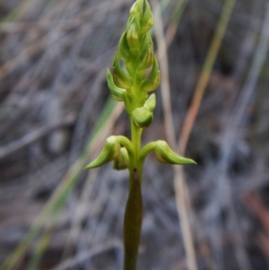 Corunastylis cornuta at Aranda, ACT - 14 Feb 2016