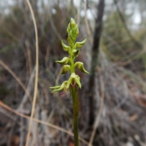 Corunastylis cornuta at Aranda, ACT - 15 Feb 2016