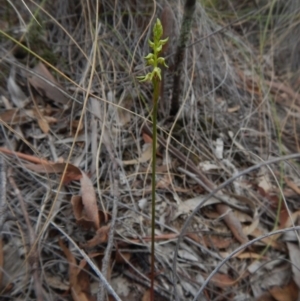 Corunastylis cornuta at Aranda, ACT - 15 Feb 2016