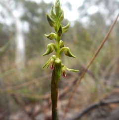 Corunastylis cornuta at Aranda, ACT - suppressed