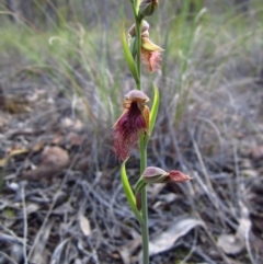 Calochilus platychilus (Purple Beard Orchid) at Point 3852 - 15 Oct 2014 by CathB