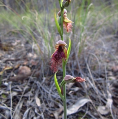 Calochilus platychilus (Purple Beard Orchid) at Aranda Bushland - 15 Oct 2014 by CathB