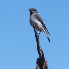 Melanodryas cucullata (Hooded Robin) at Kambah, ACT - 29 Oct 2011 by galah681