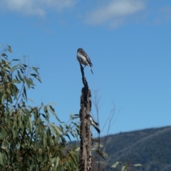 Melanodryas cucullata cucullata at Kambah, ACT - suppressed