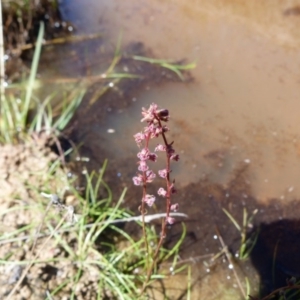 Haloragis heterophylla at Farrer Ridge - 9 Mar 2015