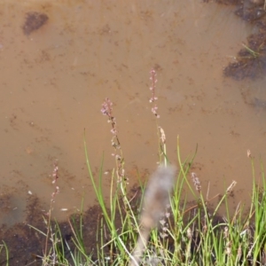 Haloragis heterophylla at Farrer Ridge - 9 Mar 2015