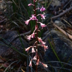 Dipodium roseum (Rosy Hyacinth Orchid) at Namadgi National Park - 7 Feb 2016 by Jek