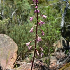 Dipodium roseum at Tennent, ACT - 7 Feb 2016