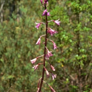 Dipodium roseum at Tennent, ACT - 7 Feb 2016