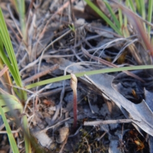 Eriochilus cucullatus at Cook, ACT - 16 Feb 2016