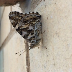 Vanessa kershawi (Australian Painted Lady) at Page, ACT - 16 Feb 2016 by annamacdonald