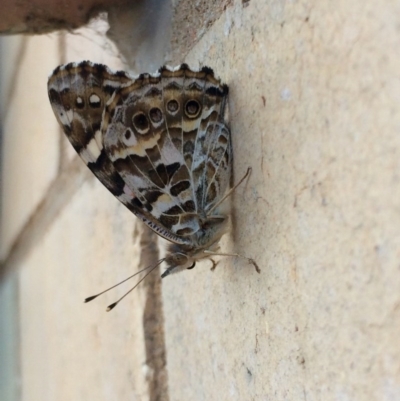 Vanessa kershawi (Australian Painted Lady) at Page, ACT - 16 Feb 2016 by annamacdonald