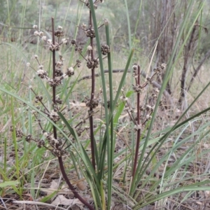 Lomandra multiflora at Greenway, ACT - 15 Dec 2015