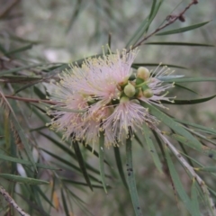 Callistemon sieberi (River Bottlebrush) at Greenway, ACT - 15 Dec 2015 by michaelb