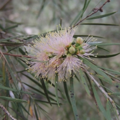 Callistemon sieberi (River Bottlebrush) at Pine Island to Point Hut - 15 Dec 2015 by michaelb