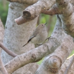 Acanthiza pusilla (Brown Thornbill) at Conder, ACT - 7 Sep 2014 by MichaelBedingfield