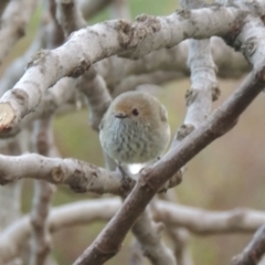 Acanthiza pusilla at Conder, ACT - 7 Sep 2014