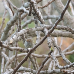 Acanthiza pusilla at Conder, ACT - 7 Sep 2014