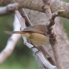 Acanthiza pusilla at Conder, ACT - 7 Sep 2014