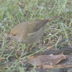 Acanthiza pusilla (Brown Thornbill) at Conder, ACT - 12 Nov 2014 by MichaelBedingfield