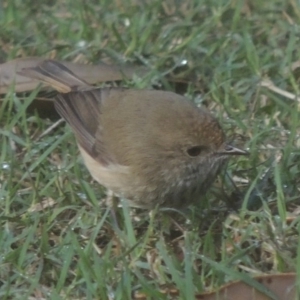 Acanthiza pusilla at Conder, ACT - 12 Nov 2014