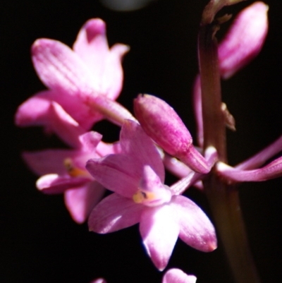 Dipodium roseum (Rosy Hyacinth Orchid) at Paddys River, ACT - 16 Feb 2016 by roymcd