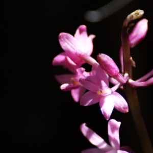 Dipodium roseum at Paddys River, ACT - suppressed