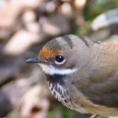 Rhipidura rufifrons (Rufous Fantail) at Paddys River, ACT - 15 Feb 2016 by roymcd