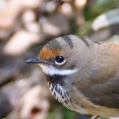 Rhipidura rufifrons (Rufous Fantail) at Paddys River, ACT - 15 Feb 2016 by roymcd