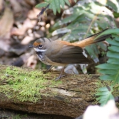 Rhipidura rufifrons at Paddys River, ACT - 16 Feb 2016 10:15 AM