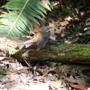 Rhipidura rufifrons at Paddys River, ACT - 16 Feb 2016 10:15 AM