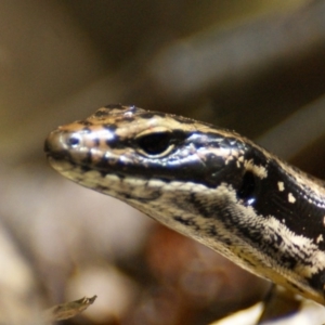 Eulamprus heatwolei at Paddys River, ACT - 16 Feb 2016 10:38 AM