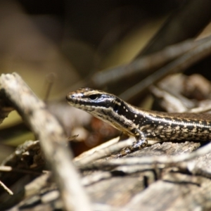 Eulamprus heatwolei at Paddys River, ACT - 16 Feb 2016 10:38 AM