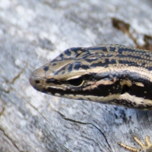 Eulamprus heatwolei at Paddys River, ACT - 16 Feb 2016 12:45 PM