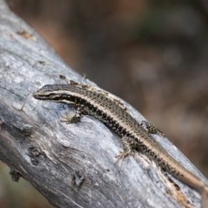 Eulamprus heatwolei at Paddys River, ACT - 16 Feb 2016 12:45 PM