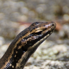 Eulamprus heatwolei at Paddys River, ACT - 16 Feb 2016 12:45 PM