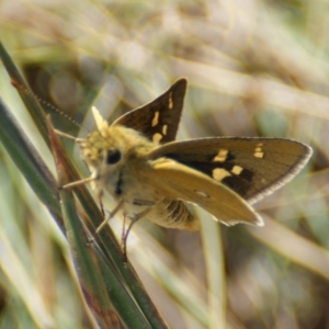 Trapezites luteus at Red Hill, ACT - 17 Feb 2016 03:23 PM