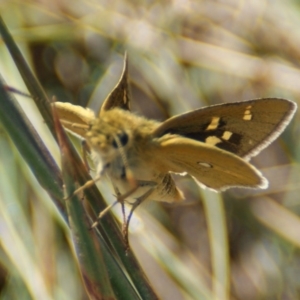 Trapezites luteus at Red Hill, ACT - 17 Feb 2016 03:23 PM