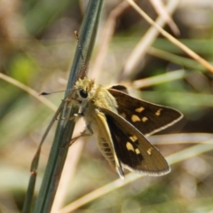 Trapezites luteus at Red Hill, ACT - 17 Feb 2016 03:23 PM