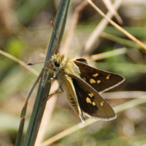 Trapezites luteus at Red Hill, ACT - 17 Feb 2016 03:23 PM