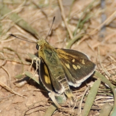 Trapezites luteus at Red Hill, ACT - 17 Feb 2016 03:23 PM