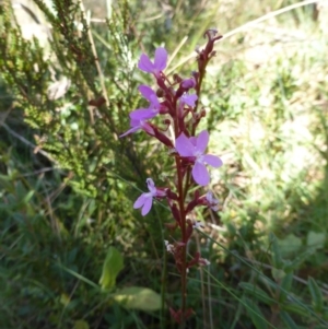 Stylidium sp. at Cotter River, ACT - 14 Feb 2016